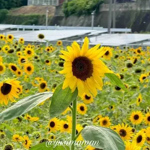 新居浜市萩生のひまわり畑2024_サムネイル画像