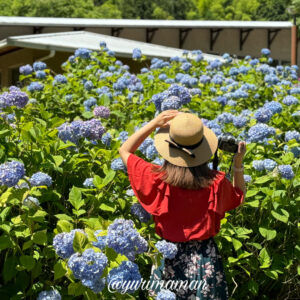 大洲・内子あじさいスポットまとめ_サムネイル画像