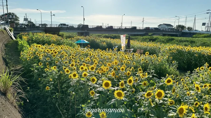 渦井川河川敷ひまわり畑2024-1