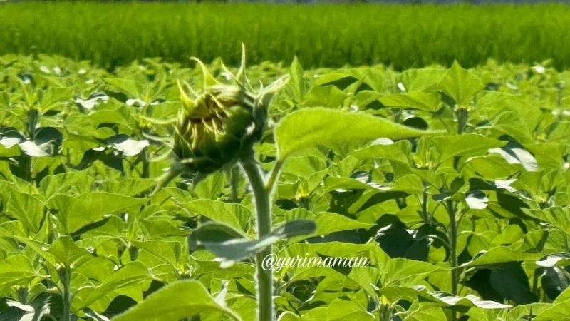 徳丸ひまわり畑2024-3