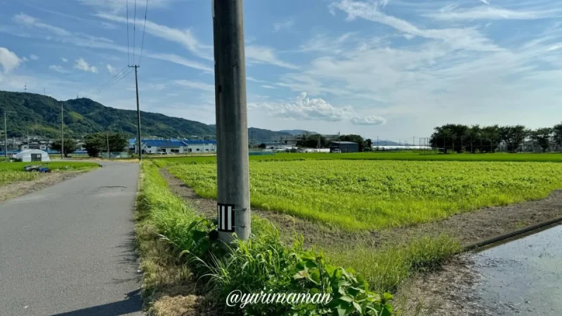 徳丸ひまわり畑2024-1