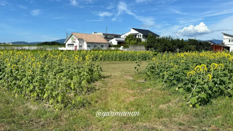 ひょこたん池公園のひまわり畑2024-4