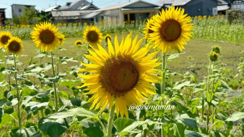 ひょこたん池公園のひまわり畑_松前町1