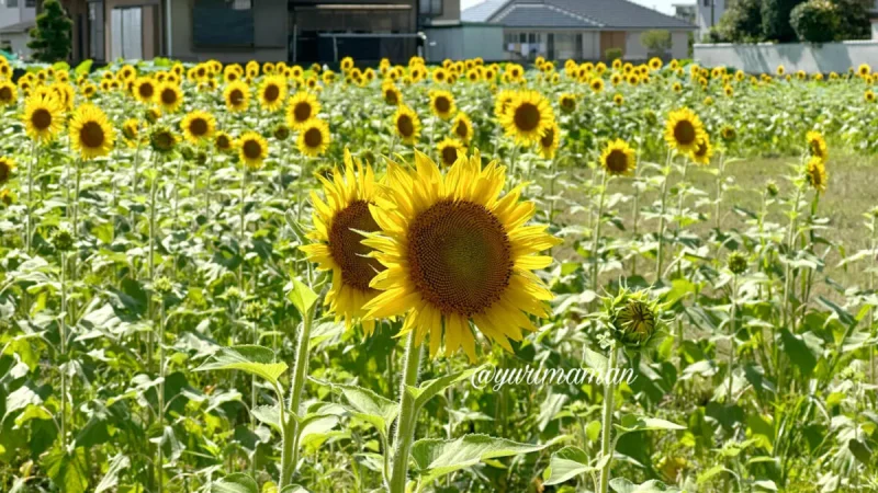 松前町夏のスポットめぐり_まとめ