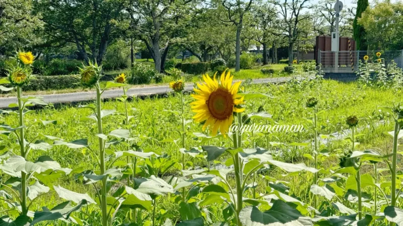 ひょこたん池公園のひまわり畑_松前町2