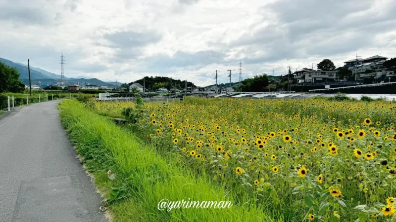 新居浜市萩生のひまわり畑2024-1