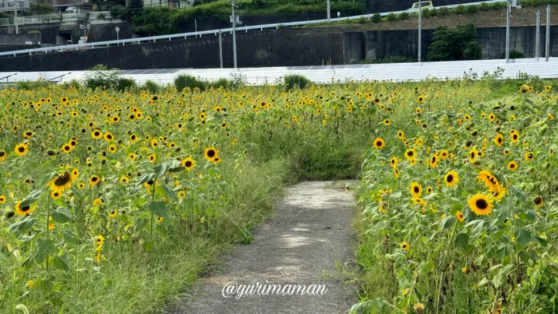 新居浜市萩生のひまわり畑2024-4