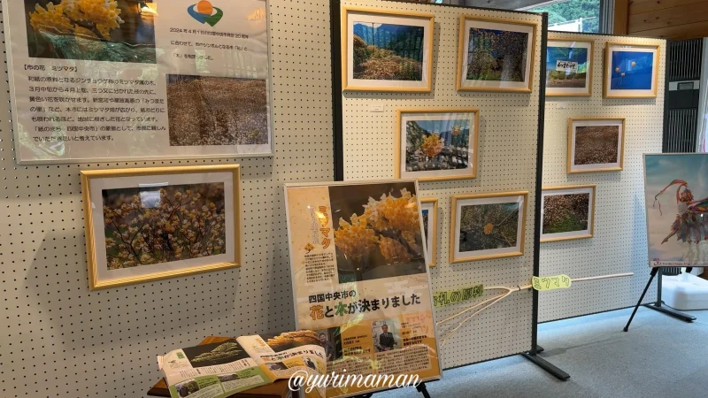 市の花ミツマタ写真展_道の駅霧の森2