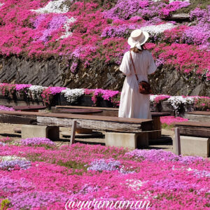 中津芝桜畑_サムネイル画像