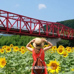 愛媛県内のひまわり畑2024年おすすめ撮影スポット_サムネイル画像