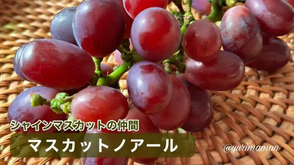 東温市ぶどう園tubuのマスカットノアール