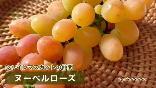 東温市ぶどう園tubuのヌーベルローズ