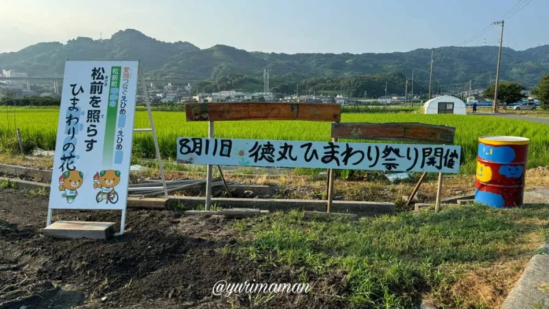 徳丸ひまわり祭り2024_松前町_イベント