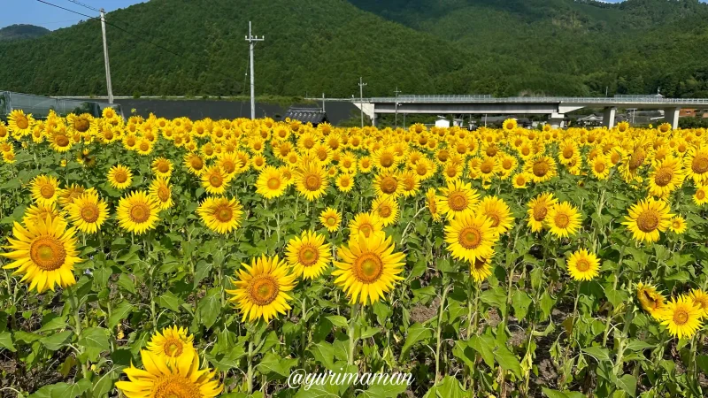 田之筋地区のひまわり畑_西予市1