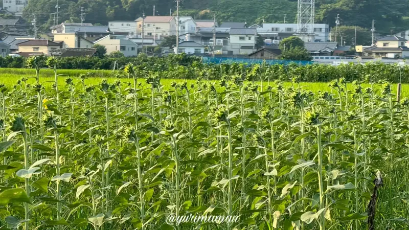 徳丸ひまわり畑2024_松前町4