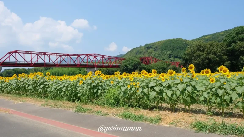 畑の前河川敷広場_ひまわり畑2024_大洲2