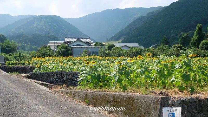 丹原町関屋のひまわり畑2024-1