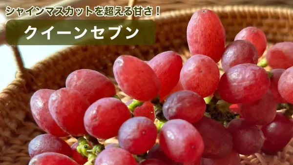東温市ぶどう園tubuのクイーンセブン