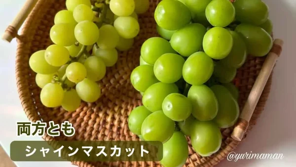 東温市ぶどう園tubuの2種類のシャインマスカットを食べ比べ