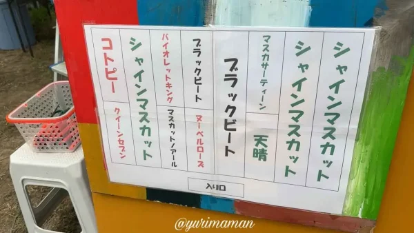東温市ぶどう園tubuで販売されるさまざまな種類のぶどう