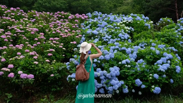 美川タクシー社長さんが植えた旧美川スキー場のあじさい