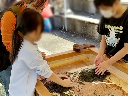 霧の森秋の収穫祭_ 手もみ茶体験