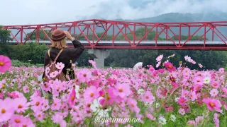 愛媛の秋コスモス畑巡りの風景_サムネイル画像