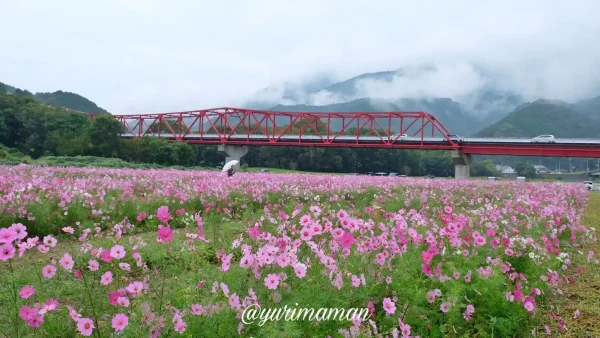 畑の前河川敷広場_コスモス2024-1