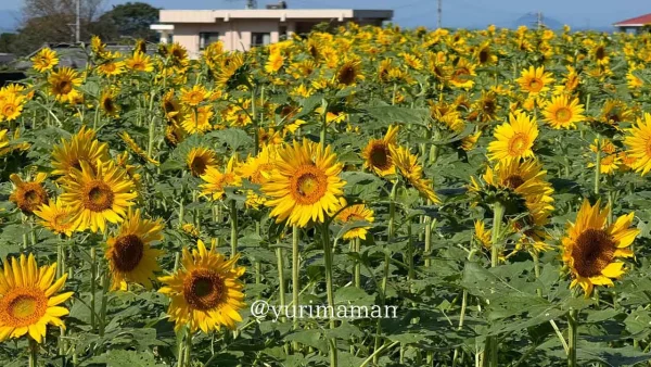 河村ひまわり園（四国中央市土居町）2