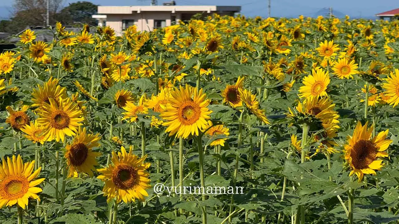 河村ひまわり園(四国中央市土居町)2 - ゆりママんブログ 河村ひまわり園(四国中央市土居町)2
