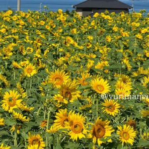河村ひまわり園（四国中央市土居町）サムネイル画像