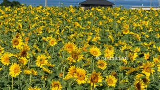 河村ひまわり園（四国中央市土居町）サムネイル画像
