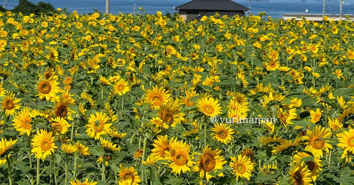 河村ひまわり園（四国中央市土居町）サムネイル画像