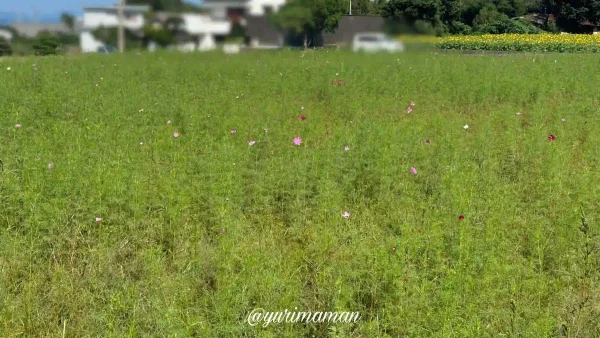 河村ひまわり園2024_コスモス2