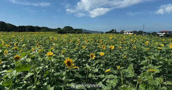 河村ひまわり園2024-7