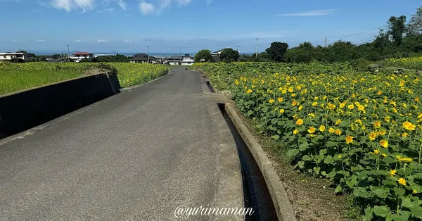 河村ひまわり園2024-6