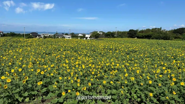 河村ひまわり園2024-2