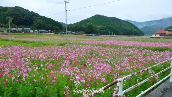 みま町コスモスまつり2024-1