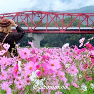 大洲市コスモス畑（畑の前河川敷広場）サムネイル画像