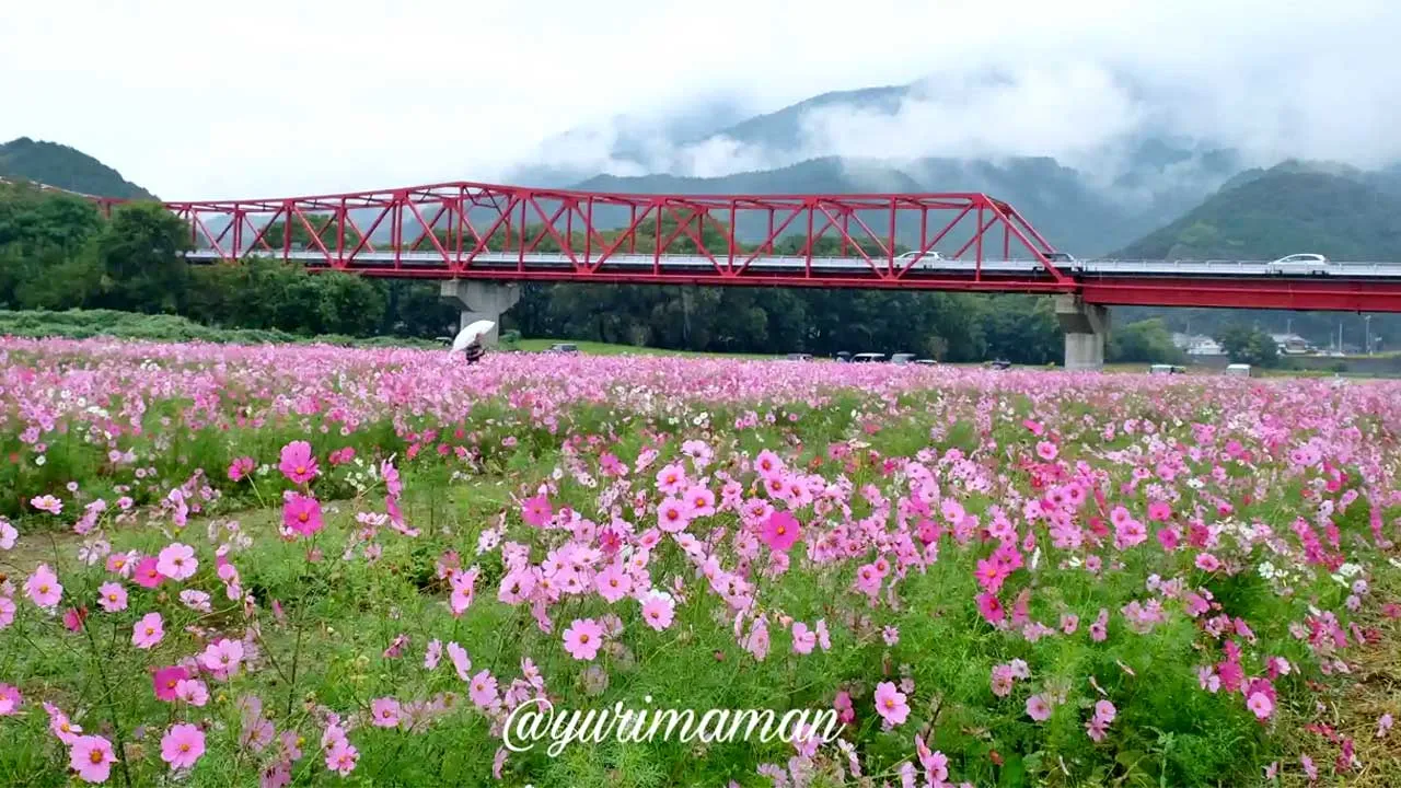大洲市・畑の前河川敷広場のコスモス畑(満開時の様子)1 - ゆりママんブログ 大洲市・畑の前河川敷広場のコスモス畑(満開時の様子)1