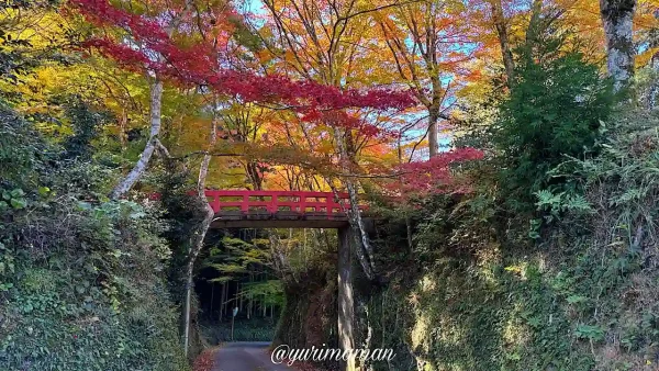 八幡浜市の大元神社_紅葉1