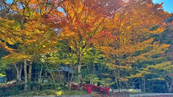 八幡浜市の大元神社_紅葉のトンネル_2