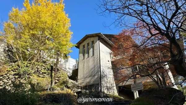 別子山ふるさと館_イチョウの木の紅葉2024-2