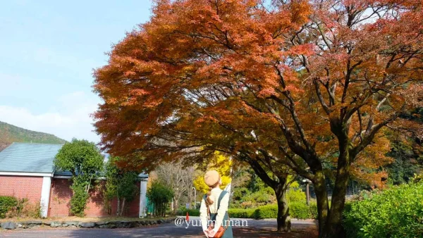 四国中央市と新居浜を結ぶ別子・翠波はな街道の紅葉ドライブコースまとめの冒頭 - ゆりママんブログ 四国中央市と新居浜を結ぶ別子・翠波はな街道の紅葉ドライブコースまとめの冒頭