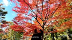 四国中央市と新居浜を結ぶ別子・翠波はな街道の紅葉ドライブコース｜サムネイル画像