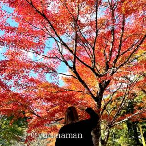 四国中央市と新居浜を結ぶ別子・翠波はな街道の紅葉ドライブコース｜サムネイル画像