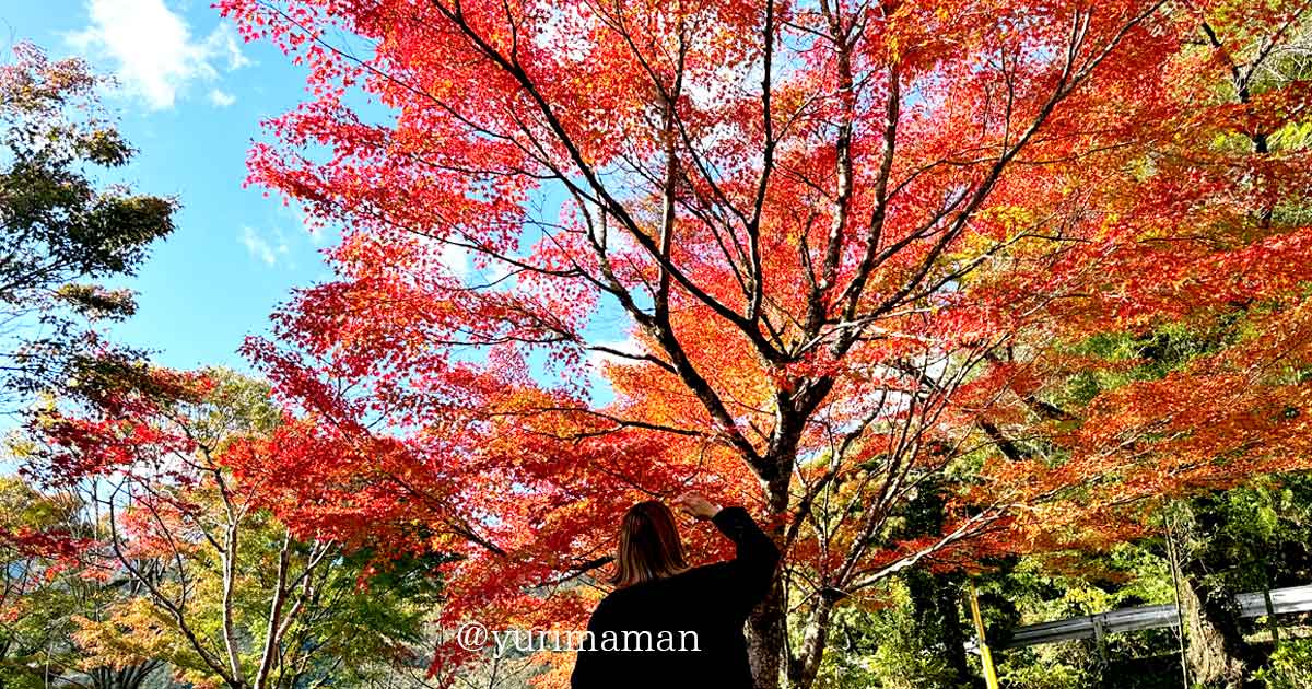 四国中央市と新居浜を結ぶ別子・翠波はな街道の紅葉ドライブコース｜サムネイル画像