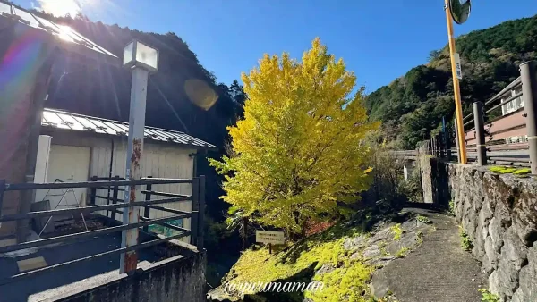 別子山ふるさと館_イチョウの木の紅葉1 - ゆりママんブログ 別子山ふるさと館_イチョウの木の紅葉1