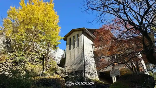 別子山ふるさと館_イチョウの木の紅葉2 - ゆりママんブログ 別子山ふるさと館_イチョウの木の紅葉2