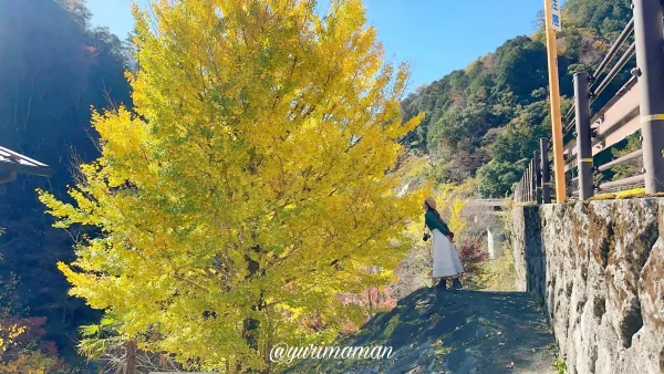 別子山ふるさと館周辺の紅葉2